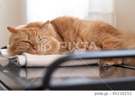 くつろぐ猫 茶トラ猫 くつろぐ猫 茶トラ猫 95210252