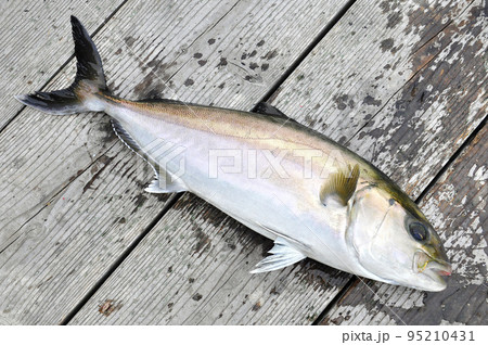 釣りたてのカンパチ 95210431