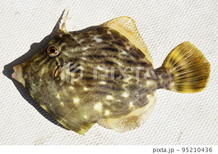 釣りたてのカワハギ 釣りたてのカワハギ 95210436