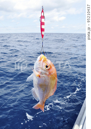 釣りたてのキダイ 釣りたてのキダイ 95210437