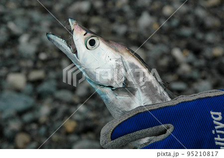 投げ釣りでタチウオが釣れた 投げ釣りでタチウオが釣れた 95210817
