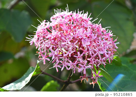 ボタンクサギ（牡丹臭木） 95210865