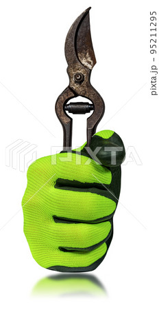 Gloved Hand Holding an Old Rusty Pruning Shear Isolated on White Background Gloved Hand Holding an Old Rusty Pruning Shear Isolated on White Background 95211295