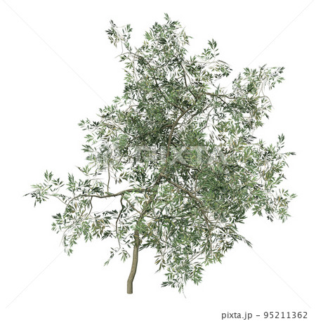 3D Small olive tree isolated 3D Small olive tree isolated 95211362