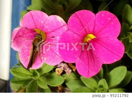 ベランダで育ててるお花に小さなお客さんが……… ベランダで育ててるお花に小さなお客さんが……… 95211792