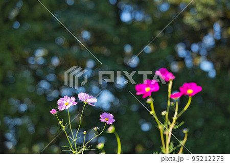 総合グリーンセンター 総合グリーンセンター 95212273