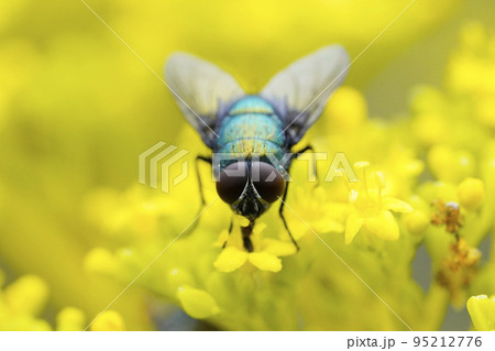 オビキンバエ 95212776