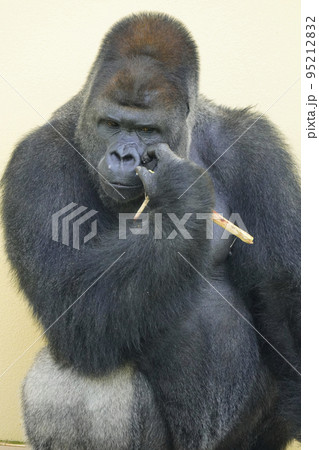 ニシゴリラ ニシゴリラ 95212832