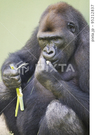 ニシゴリラ 95212837