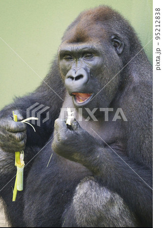 ニシゴリラ 95212838