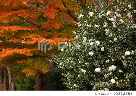 伊豆 虹の里ぼ紅葉 伊豆 虹の里ぼ紅葉 95212862