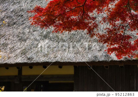 伊豆 虹の里ぼ紅葉 伊豆 虹の里ぼ紅葉 95212863