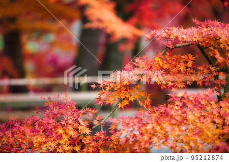 伊豆　虹の里ぼ紅葉 95212874