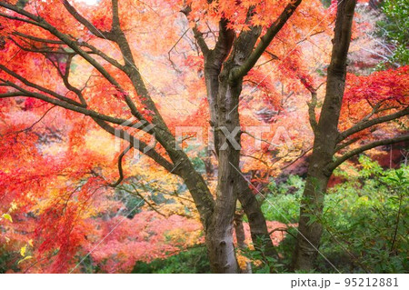 伊豆　虹の里ぼ紅葉 95212881