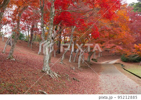 伊豆　虹の里  紅葉 95212885