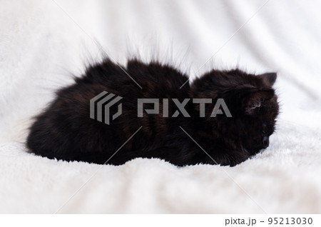 Cute black kitten on white background 95213030