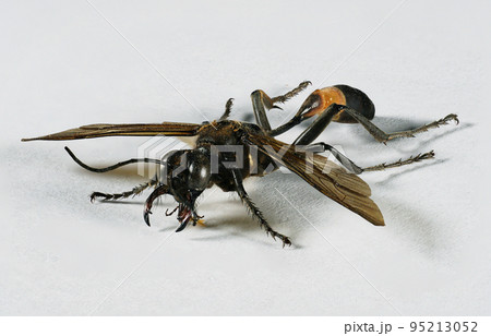 ジガバチ 95213052