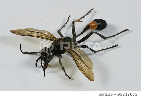 ジガバチ 95213055