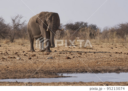 African elephant at a waterhole 95213074