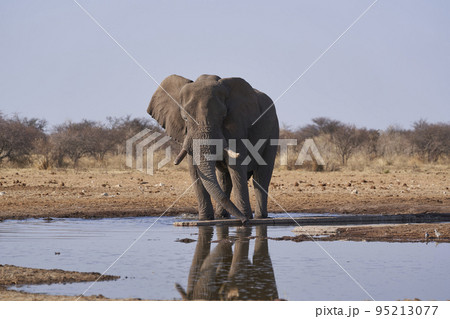 African elephant at a waterhole African elephant at a waterhole 95213077