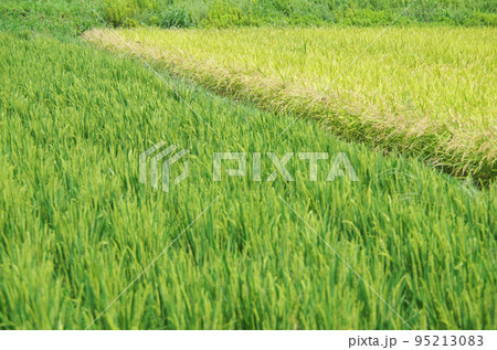 畦道を挟んで成長の異なる稲が各々育っている光景 95213083