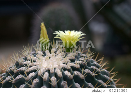 サボテンの花 サボテンの花 95213395