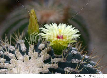 サボテンの花 95213396