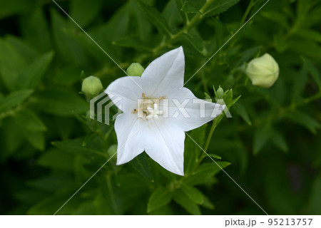 白い桔梗の花 白い桔梗の花 95213757
