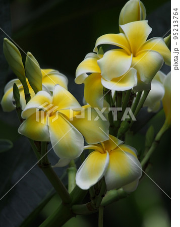 インドソケイの花 95213764