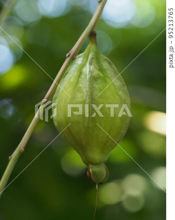 サガリバナの果実 サガリバナの果実 95213765