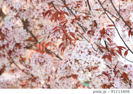 左近の桜 左近の桜 95213806