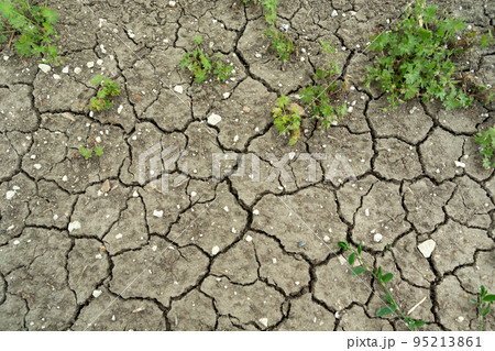 Cracked gray dry earth and green plants 95213861