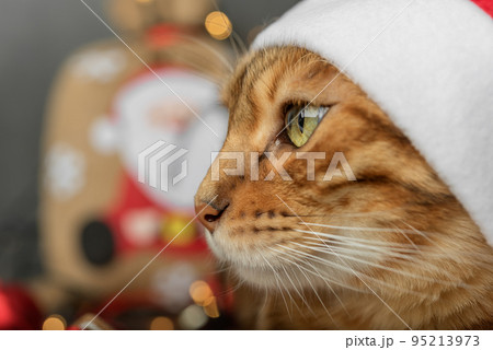 Head of a cat in a Santa hat close-up on a dark background. 95213973