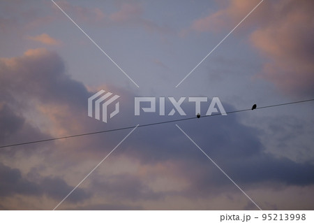 朝焼けの中の電線に止まる2羽の鳥 朝焼けの中の電線に止まる2羽の鳥 95213998