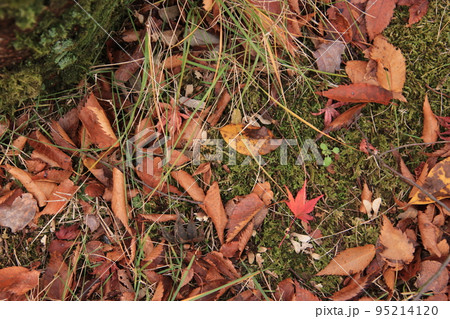 落ち葉と紅葉に着飾られた大地 95214120