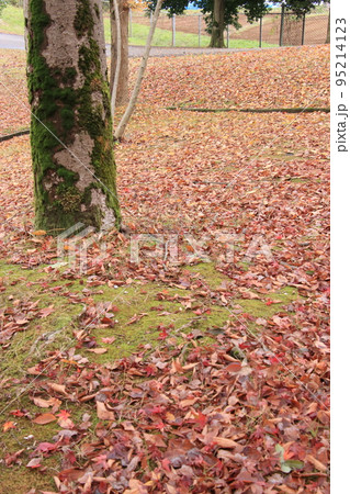 秋の森（太閤山ランド　※富山県 射水市） 95214123