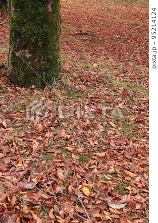 秋の森（太閤山ランド　※富山県 射水市） 95214124