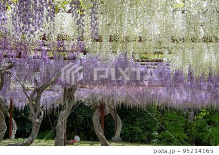 岡山県和気町　日本一の藤公園の白色の藤 95214165