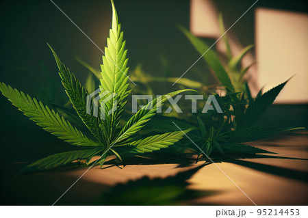 Marijuana leaves cannabis leaf on a dark background Marijuana leaves cannabis leaf on a dark background 95214453