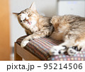 毛づくろいするキジトラ白の猫 95214506