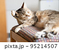 毛づくろいするキジトラ白の猫 95214507