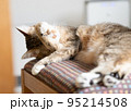 毛づくろいするキジトラ白の猫 95214508