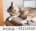 毛づくろいするキジトラ白の猫 95214509
