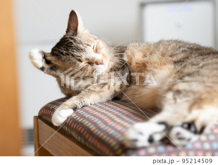 毛づくろいするキジトラ白の猫 毛づくろいするキジトラ白の猫 95214509