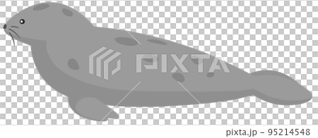 ハイイロアザラシ 95214548