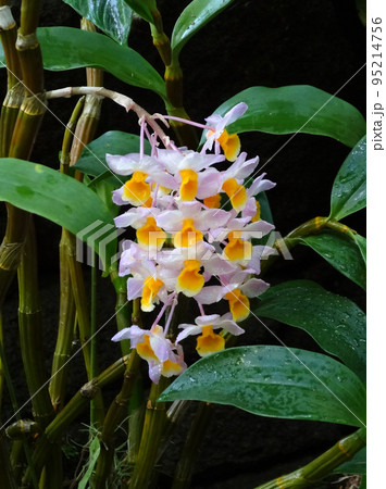 デンドロビウム・ブロンカルティ Dendrobium bronckartii デンドロビウムの原種 デンドロビウム・ブロンカルティ Dendrobium bronckartii デンドロビウムの原種 95214756
