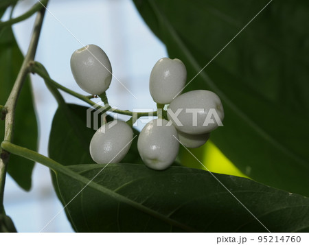 ヤコウボクの果実 95214760