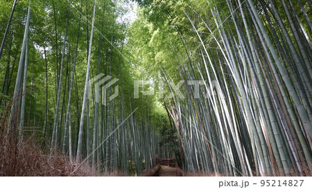 嵐山竹林 95214827