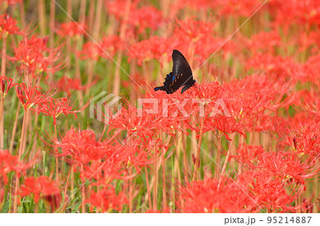 彼岸花に蜜を求める蝶の写真素材 [95214887] - PIXTA