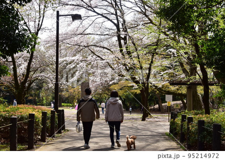 綾瀬市　城山公園散策路と桜の広場の満開桜 95214972